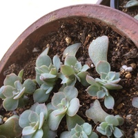 多肉植物の芽についてです 挿し芽をして芽が出てきたーと喜んでいました Yahoo 知恵袋