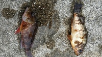 この魚は毒がありますか また なんと言う名前の魚ですか 素人 Yahoo 知恵袋
