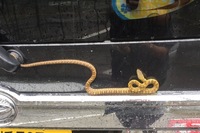 外に出たら 茶色の蛇がいました この蛇の名前を教えて下さい Yahoo 知恵袋