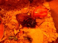 極寒のロシアにゴキブリはいますか 北海道にはいないそうですが 夏場とかでもい Yahoo 知恵袋