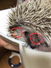 ハリネズミの出産 生まれた直後の赤ちゃんはすでに針があるの Yahoo 知恵袋