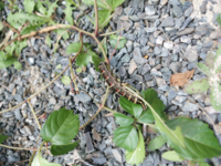 ナメクジを食べる生き物っていますか ヒキガエルは食べると聞きましたが ほんと Yahoo 知恵袋