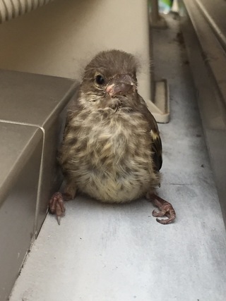 鳥のヒナがベランダにいました 何の種類の鳥かわかる方いらっしゃいますか Yahoo 知恵袋