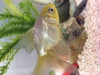45cmの水槽でブクブクなしで何匹迄金魚を飼う事ができますか Yahoo 知恵袋