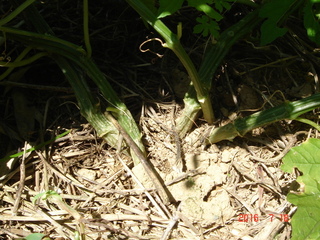 ゴーヤはこぼれ種で育つか 昨年春に畑にゴーヤ植えて良く Yahoo 知恵袋