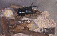 カブトやクワガタの休眠中の管理について 休眠中は水苔を使用してい Yahoo 知恵袋