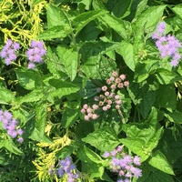 これは雑草ですか 庭の花壇にこれが大量に増えてしまって植えた Yahoo 知恵袋