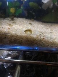 川で海老のような虫のようなものを捕まえました なんという生き物でし Yahoo 知恵袋