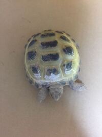 リクガメを飼育し始めて1週間くらいがたちました最近になって甲羅 Yahoo 知恵袋