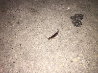 この虫はなんでしょうか また 虫があまり入ってこないようにするにはどうすればよい 教えて 住まいの先生 Yahoo 不動産