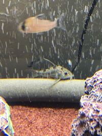 このコリドラスは なんの種類ですか 下です ロングフィン Yahoo 知恵袋