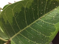 うちの観葉植物に白い斑点がついていて 虫の卵 病気 よく分かりま Yahoo 知恵袋