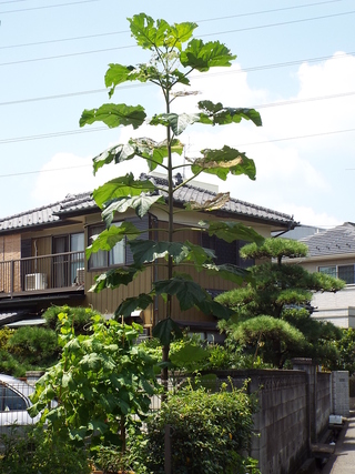 この背の高い植物は樹木になるのでしょうか それとも草花でしょうか 高さ Yahoo 知恵袋