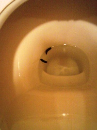 一昨日くらいからトイレに黒い虫がいます Googleで調べて Yahoo 知恵袋