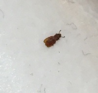 部屋に虫発生。キクイムシでしょうか？(画像あり)
新築アパートで暮らし始めて4ヶ月、
床のフローリングに小さな1〜2mm程度の細長く茶色の虫が発生しています。
見た目はゴキブリの小さい版 ですが、
ゆっくり歩いてる時もありますし、
ハエのように飛んでいる時もあります＞_＜

何回ティッシュで潰しても、また新たに同じような虫が出てきて、今日だけで10〜20ひき倒しました。

...