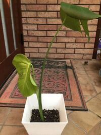 モンステラの挿し木をしているのですが 少し新葉が弱々しい気が Yahoo 知恵袋