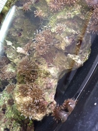 イソギンチャクの寿命はどの位ですか 日本海側の海岸でどこにで Yahoo 知恵袋