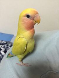 小桜インコのお腹が膨らむ件について教えてください こんにちは 生 Yahoo 知恵袋