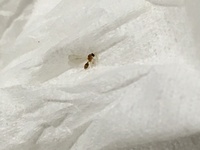 羽虫が部屋に大量発生 朝から仕事で今自宅に帰ってきたのですが添付画像の羽虫 Yahoo 知恵袋