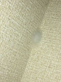 家の中にあった蜘蛛の巣についての質問です 1週間程前か Yahoo 知恵袋