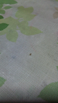 梅雨時にでるしけ虫ってどんな虫 羽虫です Yahoo 知恵袋