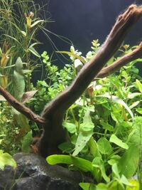 立ち上げて一週間くらいです この流木についている白いモヤモヤのも Yahoo 知恵袋