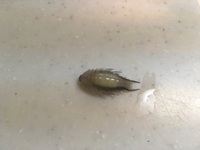 釣った魚にウオノエ タイノエ などの寄生虫がいたら どう処理しますか 最 Yahoo 知恵袋
