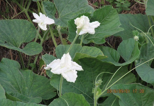 このカボチャの花のような白い花の名前教えてください よろしく Yahoo 知恵袋