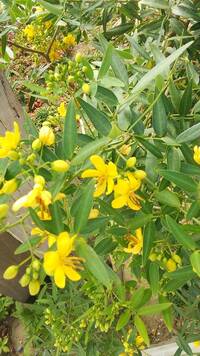 この花の名前は 挿し木の上手な仕方は 教えてください 南米 Yahoo 知恵袋