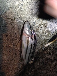 夜釣りの投げ釣りで釣れました 何の魚でしょうか 黒鯛のような Yahoo 知恵袋