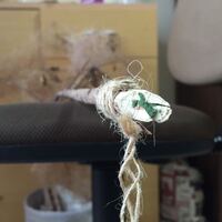 スモークツリーの緑のこれはかびですか スモークツリーを Yahoo 知恵袋