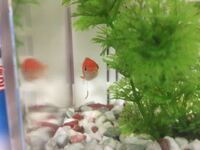 金魚って買ってすぐ餌をやらない方が良いと聞くんですが それは何故ですか ま Yahoo 知恵袋