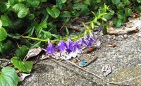 道路の端にはみ出すこの紫色の花はハタザオキキョウでしょうか Yahoo 知恵袋