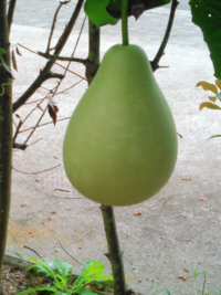 写真の実は メロンの苗から成長したのですが 以前に知恵袋で質 Yahoo 知恵袋