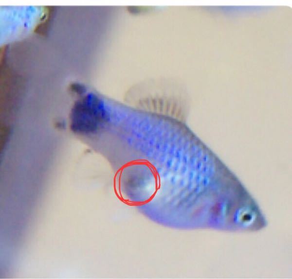 ミッキーマウスプラティ について このお腹の黒いのな Yahoo 知恵袋