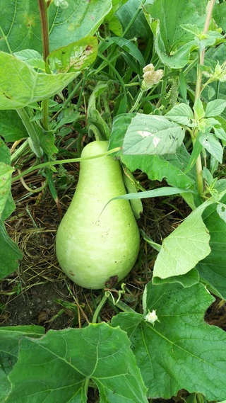 この ひょうたんのような形をした野菜は何というかご存知でした Yahoo 知恵袋