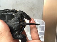 ニホンイシガメの餌の量についての質問です 現在8センチ程度のカ Yahoo 知恵袋