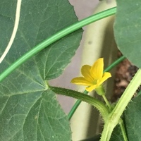 メロンの雌花にいる小さい虫は 花粉を食べてるの 花が枯れたら 別の花に Yahoo 知恵袋