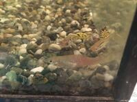 グッピーの水カビ病の治療法を教えてください 薬浴にしろ 塩水浴にしろ魚 Yahoo 知恵袋