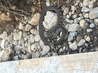 外に出たら 茶色の蛇がいました この蛇の名前を教えて下さい Yahoo 知恵袋