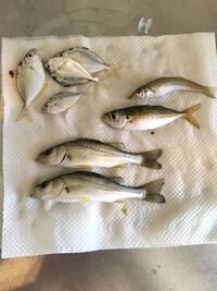 防波堤にて魚の血抜きをした後の 水の処理についてお聞かせください 釣り Yahoo 知恵袋