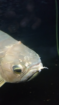 金魚のタンチョウの頭部 コブ が白くなってきました 治す方法があるのでし Yahoo 知恵袋