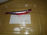 タチウオ釣りのキビナゴの色について質問です 赤色 青色 色なし Yahoo 知恵袋