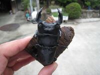 こうゆう極太オオクワガタとかってアンタエウスとかと交雑してる Yahoo 知恵袋