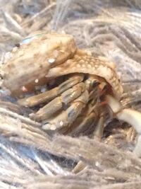 海のヤドカリと おかヤドカリの見分け方 沖縄に住んでいますが 砂 Yahoo 知恵袋