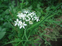 ハナニラは食べられますか 春に白や薄紫の星型の花を咲か Yahoo 知恵袋