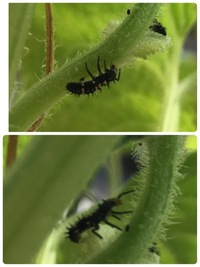 メロンの害虫 写真ありプランターのメロンに沢山この虫がいます 今日まで気もつかな 教えて 住まいの先生 Yahoo 不動産