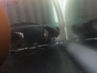 ウーパールーパーの手足って何本ずつあるんですか 色々調べましたが 手4 Yahoo 知恵袋