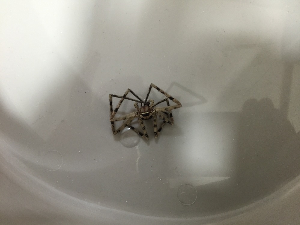 ここからダウンロード 蜘蛛足6本