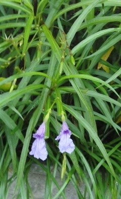 プランターの細長い葉とサルビアっぽい花の植物の名前をおしえて Yahoo 知恵袋